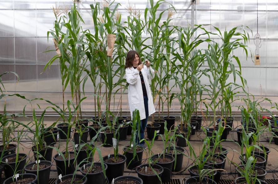 A pesquisadora Isabel Gerhardt estuda, em Campinas, propriedades de plantas mais resistentes às secas para “copiá-las” no milho