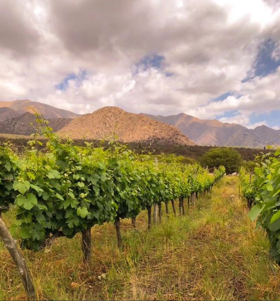 Vinhedo da Lavaque: viticultura de montanha — Foto: Divulgação / @bodegalavaque