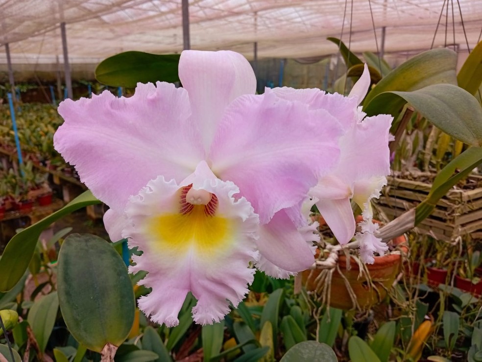 Orquídea Rita Lee — Foto: Divulgação