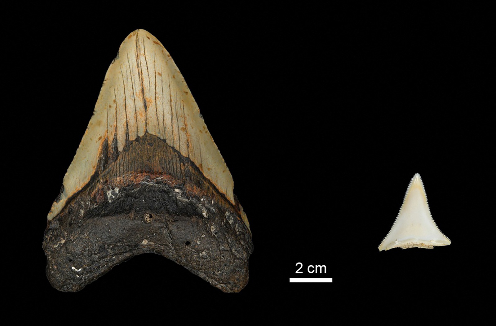 Dente de megalodonte em comparação com o de um tubarão branco — Foto: Max Planck Institute