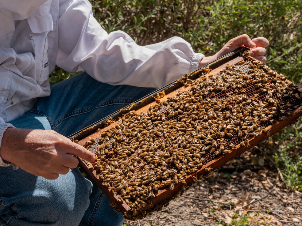 while a trained beekeeper can quickly look at a picture and evaluate her health, AI can do this even faster.