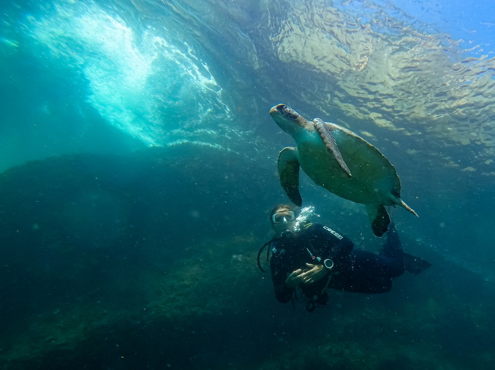 Tartarugas-verdes também podem ser encontradas nas Ilhas Cagarras — Foto: Caio Salles / Projeto Verde Mar / Divulgação 