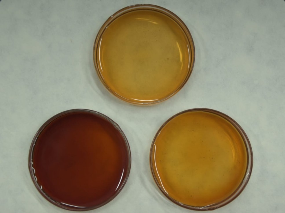 Três amostras de méis monoflorais de açaí — Foto: Divulgação/Laboratório do Centro de Valorização de Compostos Bioativos da Amazônia (UFPA)