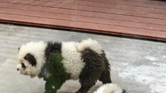 
Zoológico da China é criticado após pintar cães para simular pandas  