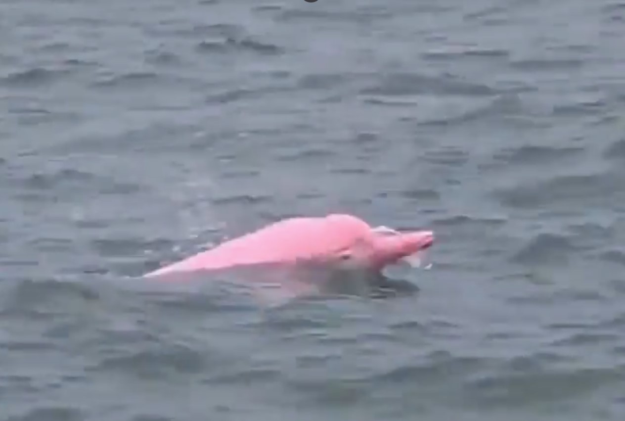 Golfinhos rosas fazem rara aparição na costa de Omã; assista