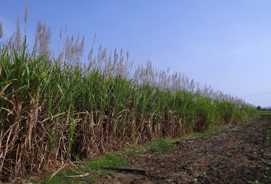 BP conclui a compra de 50% de participação da Bunge em joint venture de bioenergia