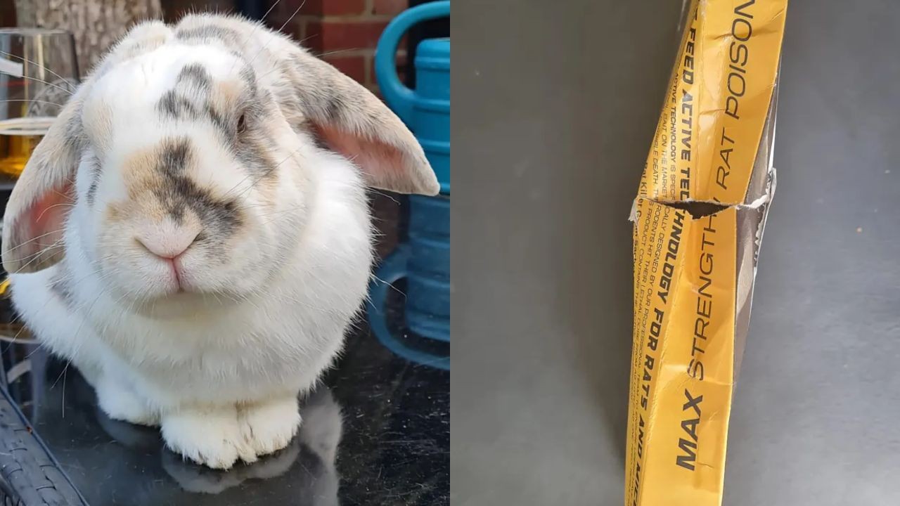Coelho de estimação morre após ingerir veneno para ratos de pacote rasgado entregue pela Amazon na Inglaterra - QTU Questões do Universo