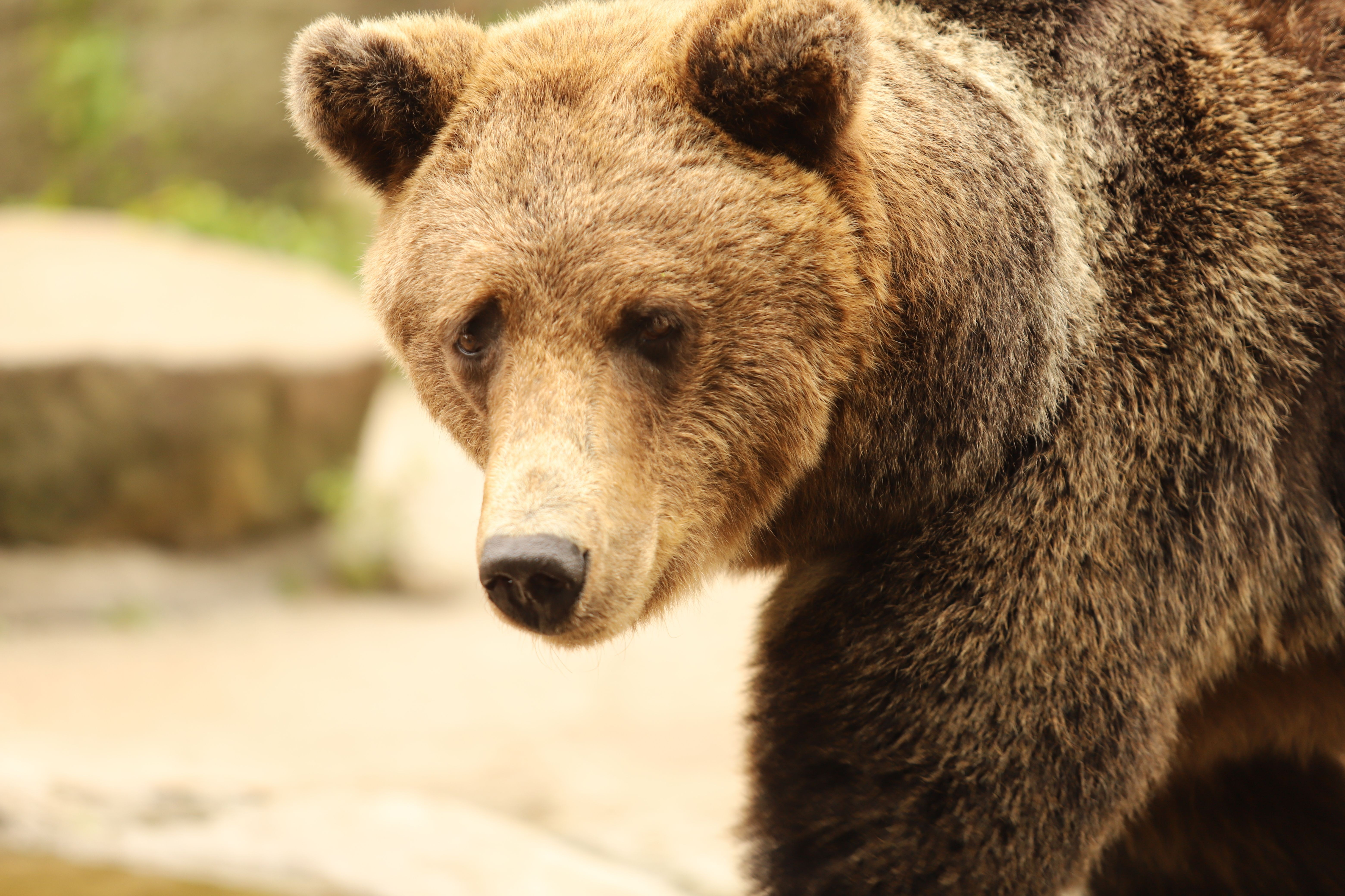 Urso invade casa e revira geladeira no Japão