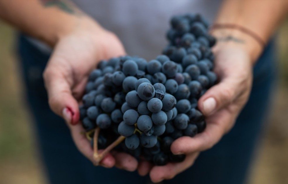 Uvas Sangiovese da vinícola italiana La Fiorita — Foto: Divulgação