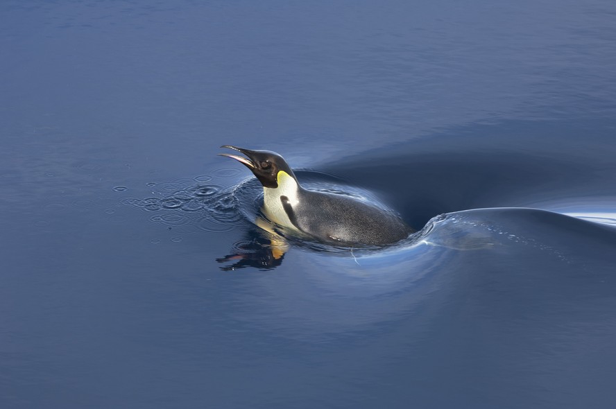 Pinguim do gelo