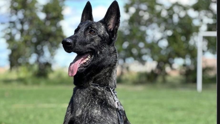 Ciência e desempenho em campo: Projeto Maxx Atleta Dogs - QTU Questões do Universo
