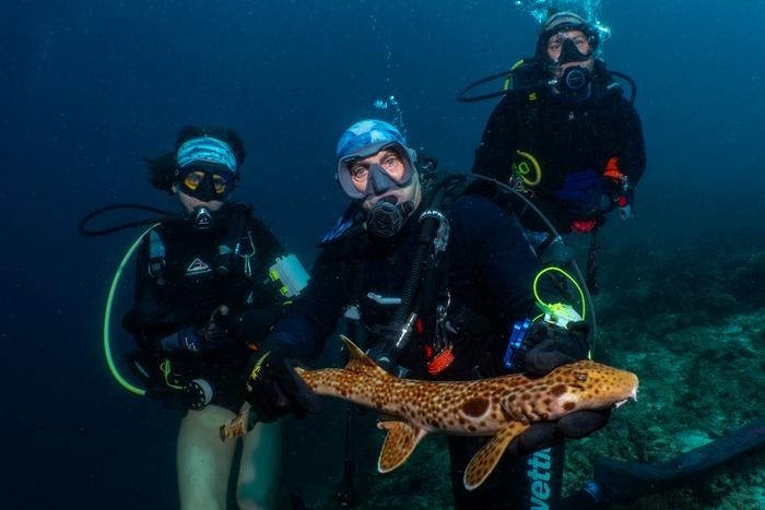 Pesquisadores identificam nova espécie de tubarão que 