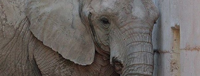 Elefanta Kenya é levada da Argentina para o Brasil — Foto: Reprodução
