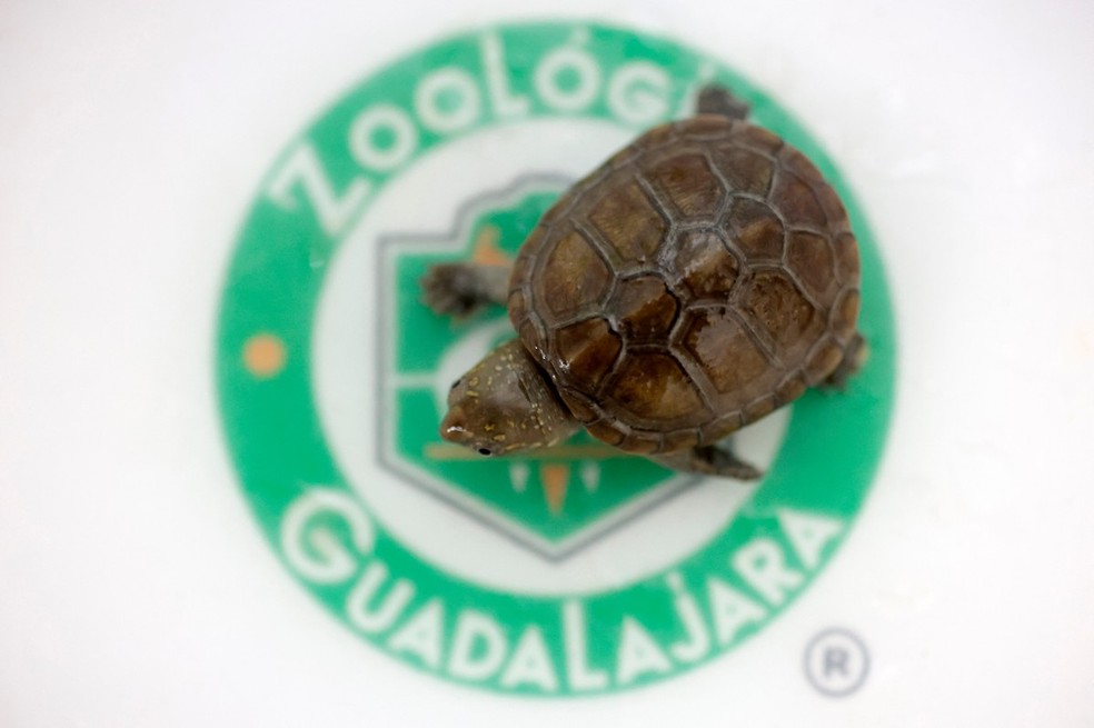 O réptil tem quase dez centímetros de comprimento e vive em pântanos do Rio Ameca, que divide os estados de Nayarit e Jalisco, na Região Oeste do país. — Foto: AFP