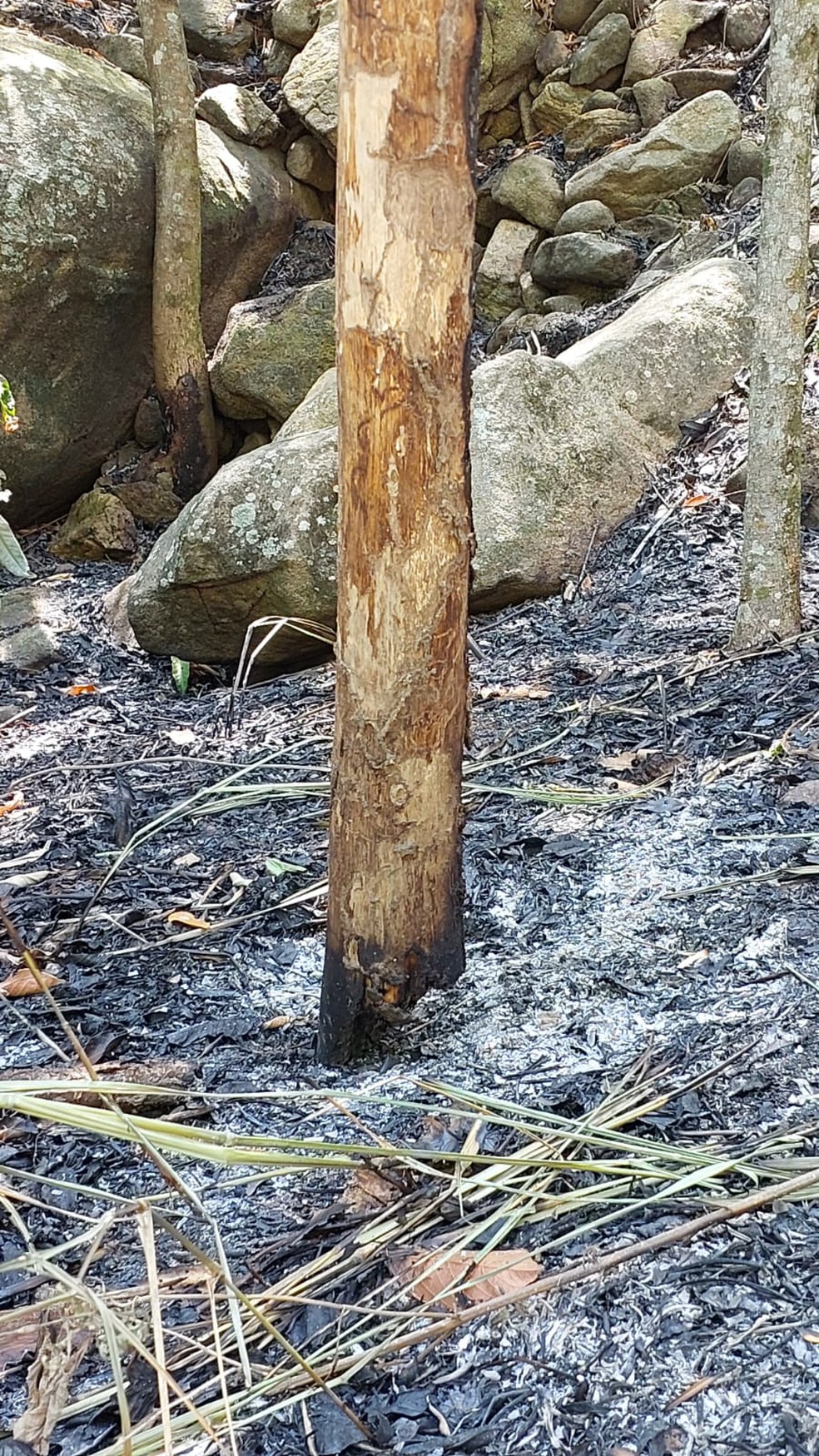Ficus morta aos pés do Morro do Quitite, na Freguesia — Foto: Divulgação/Juliana Fernandes/AMAF