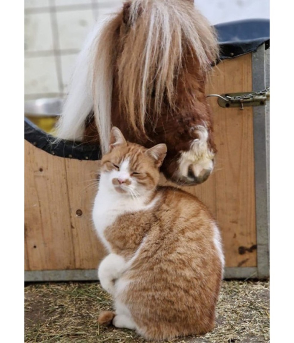 He shares the farm with several animals and is often seen with his favorite cat – Image: Guinness World Records
