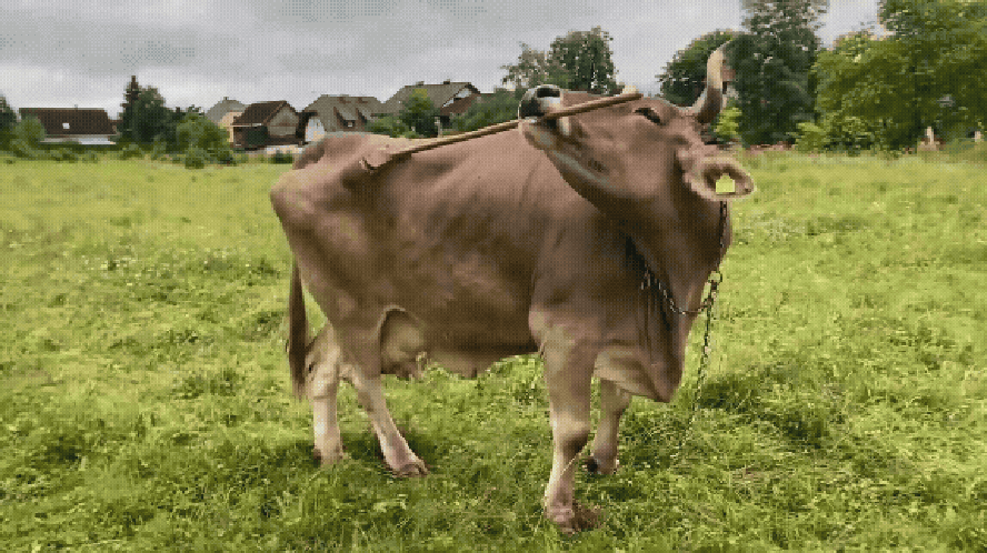 Vaca 'usa vassoura' e vira caso de estudo: vídeo viral desafia ideias ...