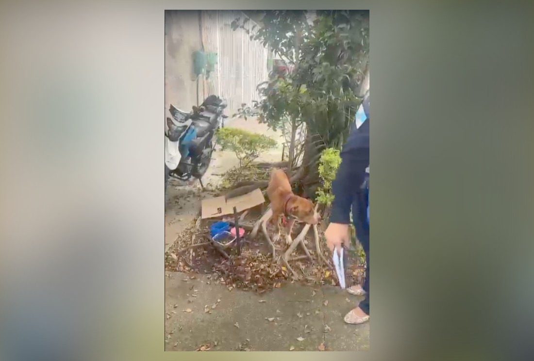 Pit bull abandonado e acorrentado a árvore é resgatado na Zona Norte do Rio