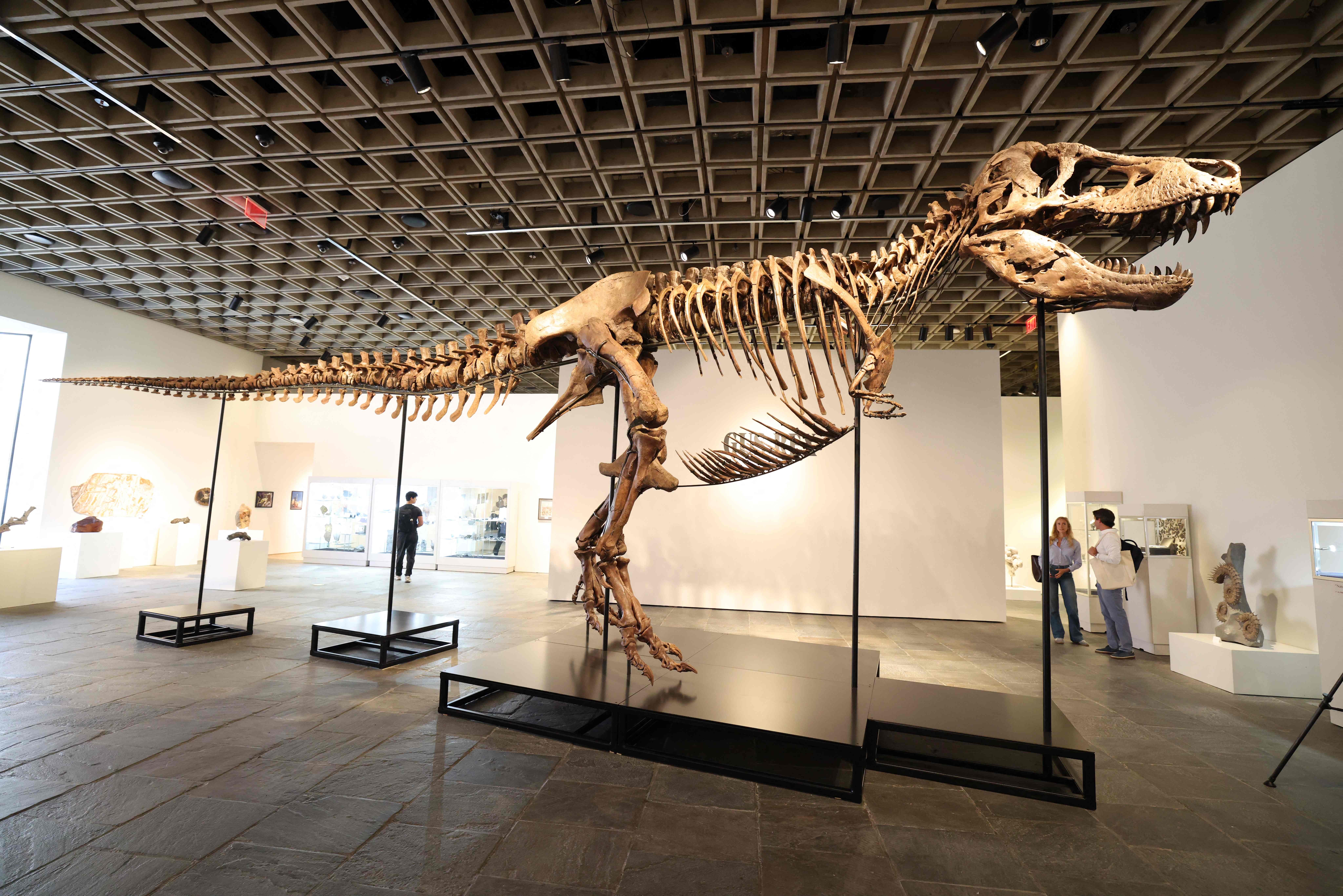'Gus', tiranossauro mais completo do mundo, é apresentado em NY antes de leilão