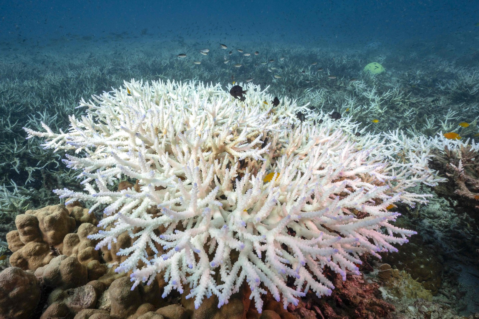 corais branqueados ao redor da ilha de Koh Tao, na província de Surat Thani, no sul da Tailândia. — Foto: Foto: Lillian SUWANRUMPHA / AFP