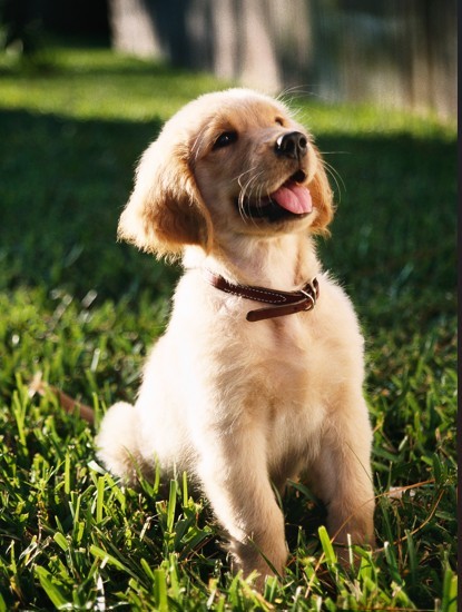 Não só as patas: olhos do seu cachorro também devem ser limpos após passeio; veja como fazer