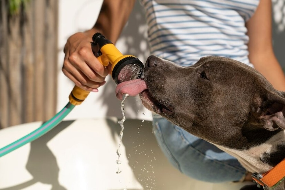Calor do cão: 10 dicas para refrescar os pets em dias de altas temperaturas