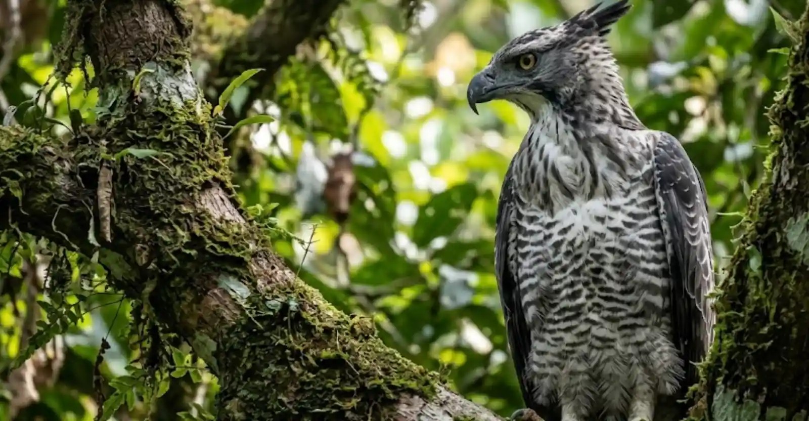 Conheça a 'sósia' da harpia, predadora da Amazônia