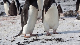 Pinguins-de-Adélia na colônia de Cape Royds, na Ilha Ross, Antártida — Foto: Andy Isaacson / NYT