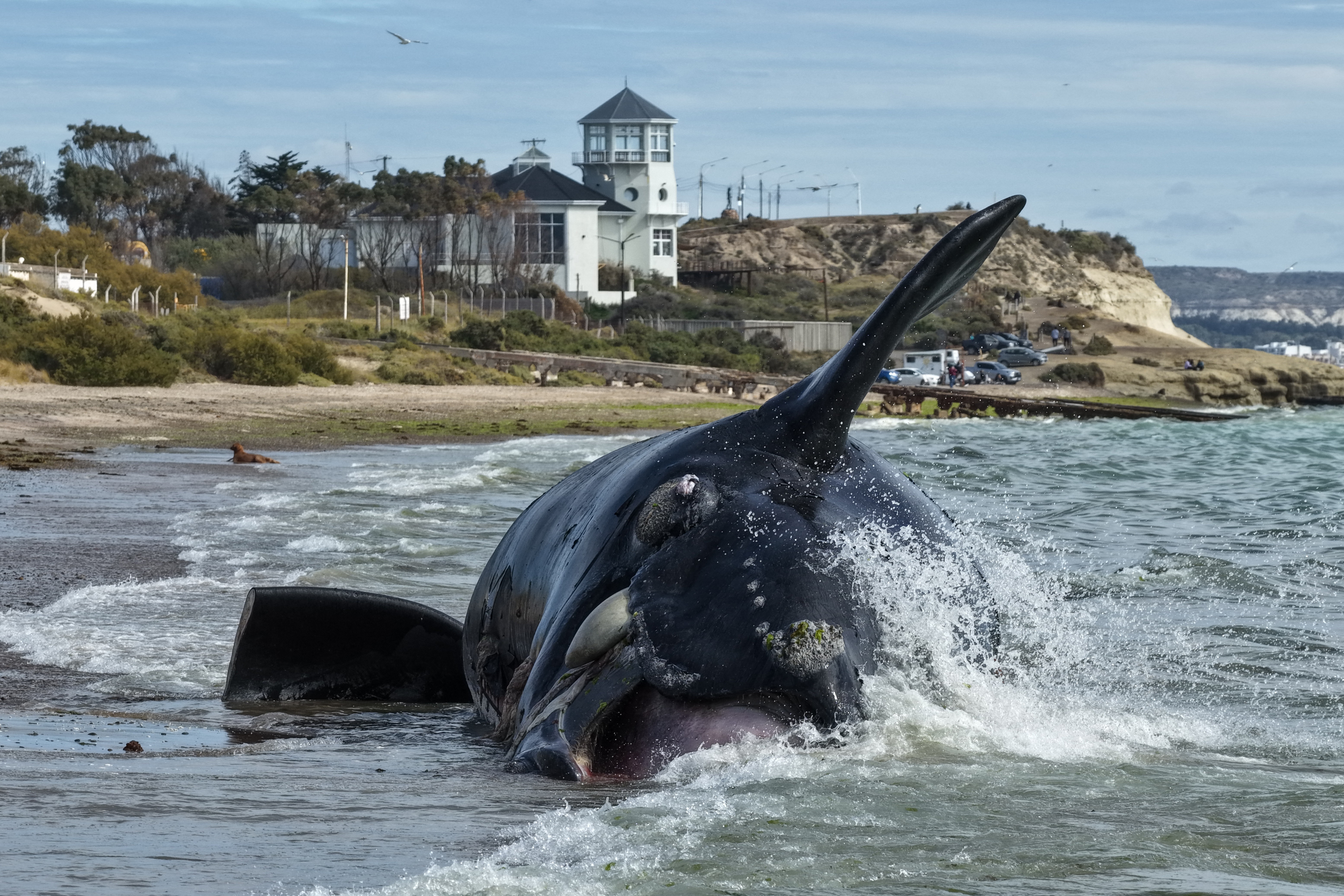 Baleias mortas em costa da região da Patagônia Argentina são desafio de destinação das carcaças que chegam às praias