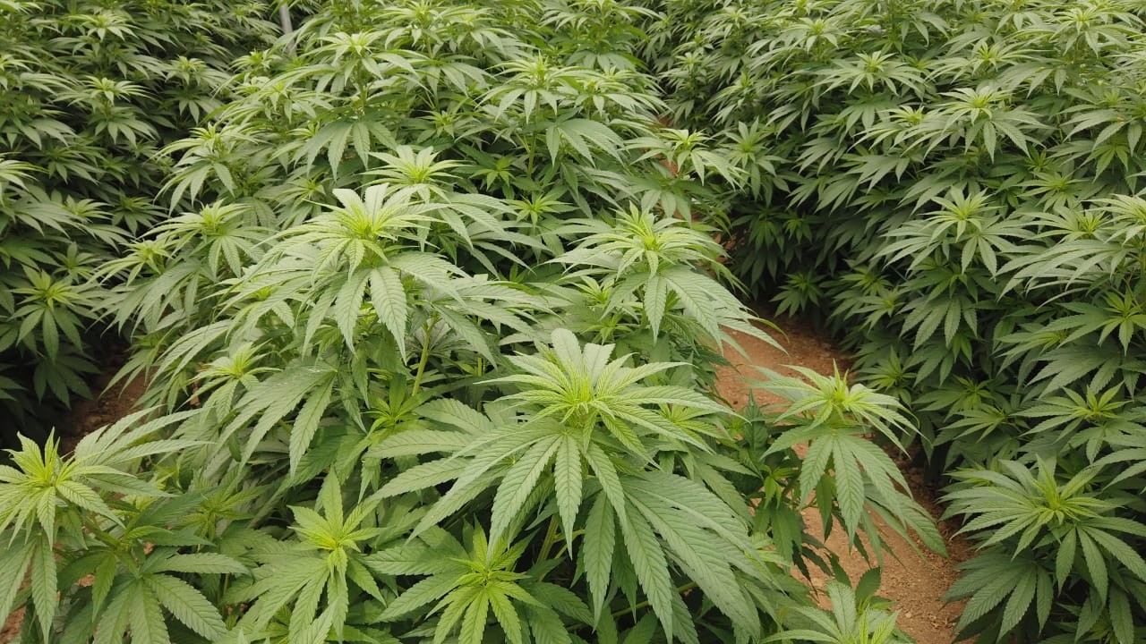 Cannabis cultivation in Colombia puts the country at the forefront of the Latin American sector – Image: Disclosure