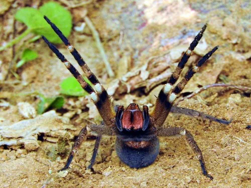 Armadeira: picada da aranha mais perigosa do Brasil pode provocar ...