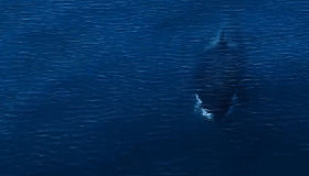Orcas atacam barcos por tédio: 'são apenas adolescentes brincalhões', dizem cientistas