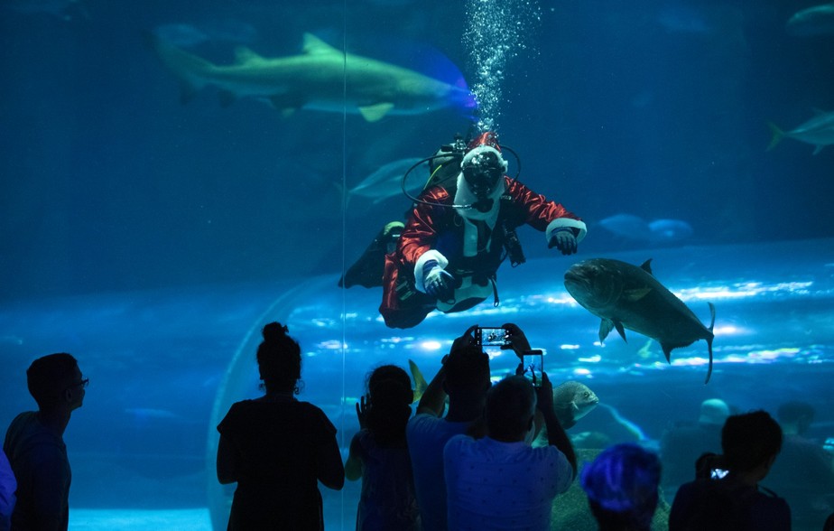 AquaRio promove a 'Shark Week', semana dedicada aos tubarões, O que fazer  no Rio de Janeiro