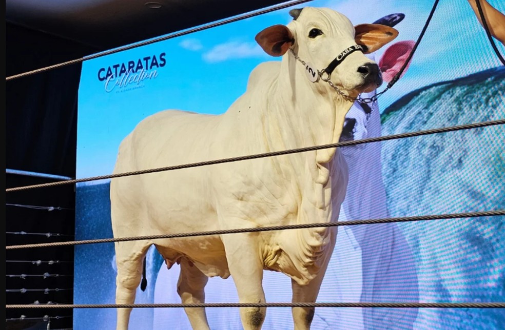 A vaca mais cara do mundo, arrematada por R$ 54 milhões, da raça Nelore — Foto: Divulgação