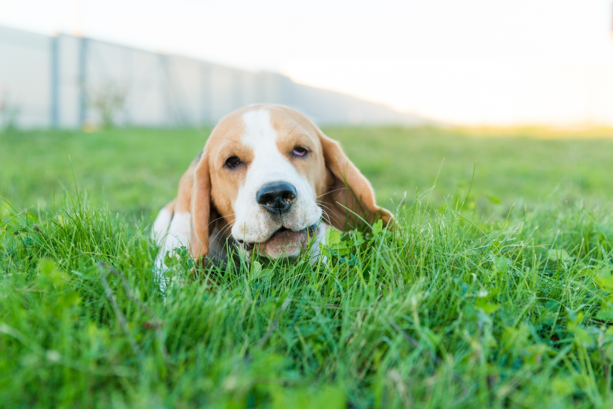 Cachorros Comem Grama: Entenda o Comportamento e Alertas
