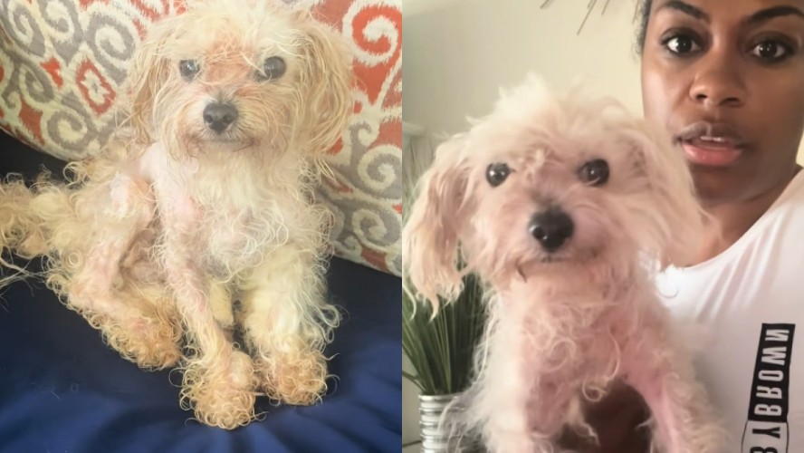 Cachorro com câncer resgatado por apicultora a ajuda a reencontrar irmã que nunca conheceu - QTU Questões do Universo