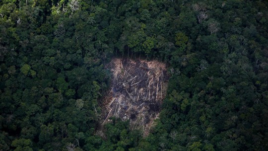 Repressão é razão da queda no desmatamento