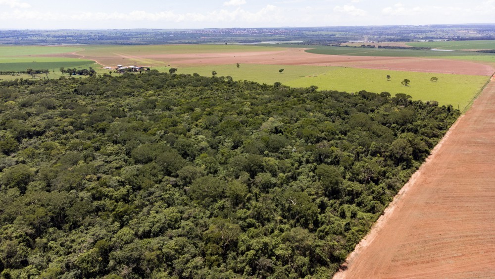 Importador e produtor ganharão caso UE adie nova lei antidesmatamento