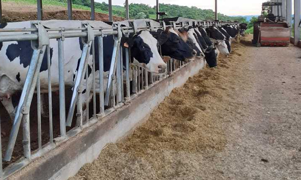 Chuvas agravam dificuldades da produção de leite no RS: 50% dos produtores foram afetados