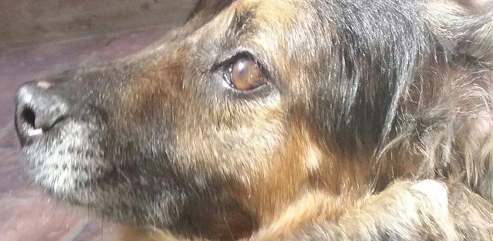 Europa decide que cachorro tem mesmo valor que bagagem comum em caso de perda; entenda