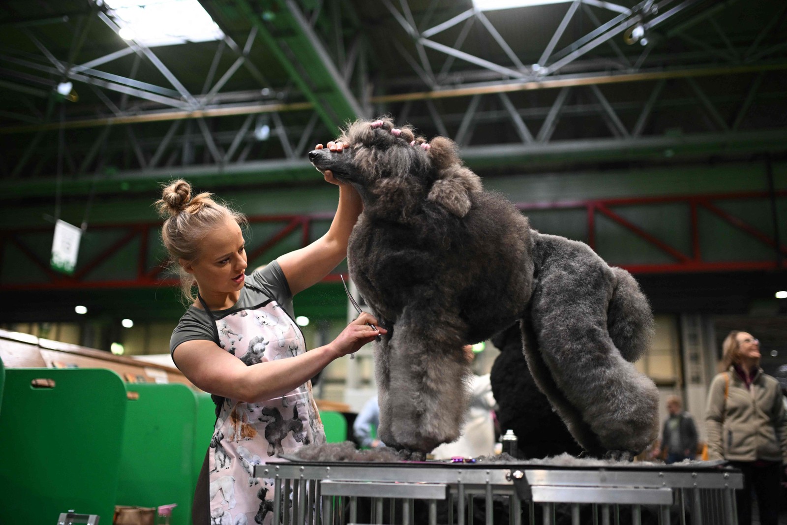 Crufts: conheça a competição canina mais prestigiada do mundo
