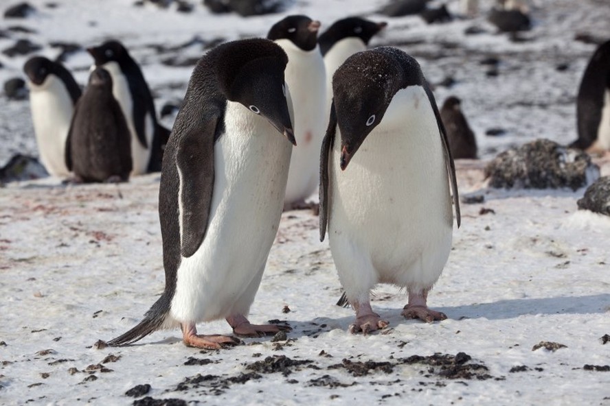 Pinguins-de-Adélia na colônia de Cape Royds, na Ilha Ross, Antártida