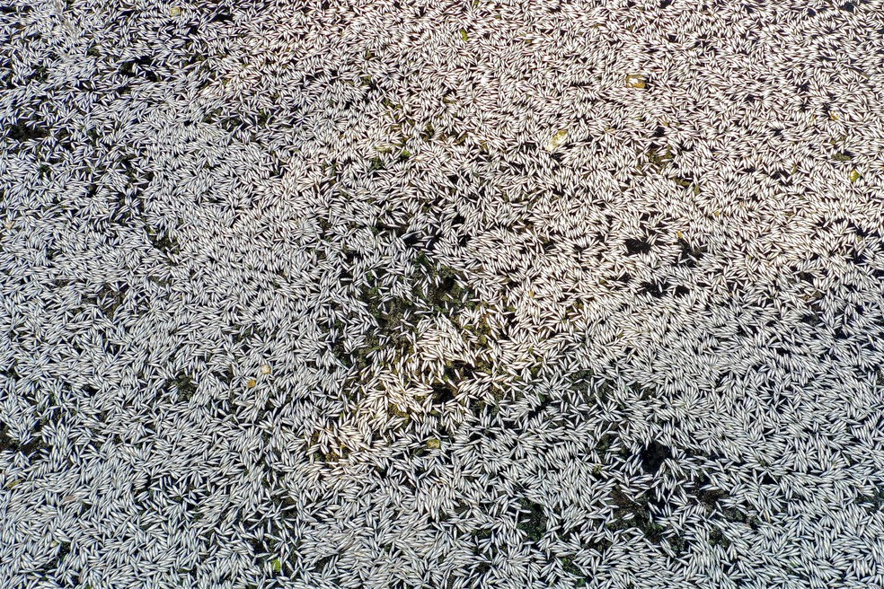 Uma possível causa para a mortandade localizada pode ser a escassez de oxigênio causada pelo baixo fluxo de água, o aumento da evaporação e o aumento das temperaturas causados ​​pelas mudanças climáticas — Foto: Qassem al-Kaabi/AFP