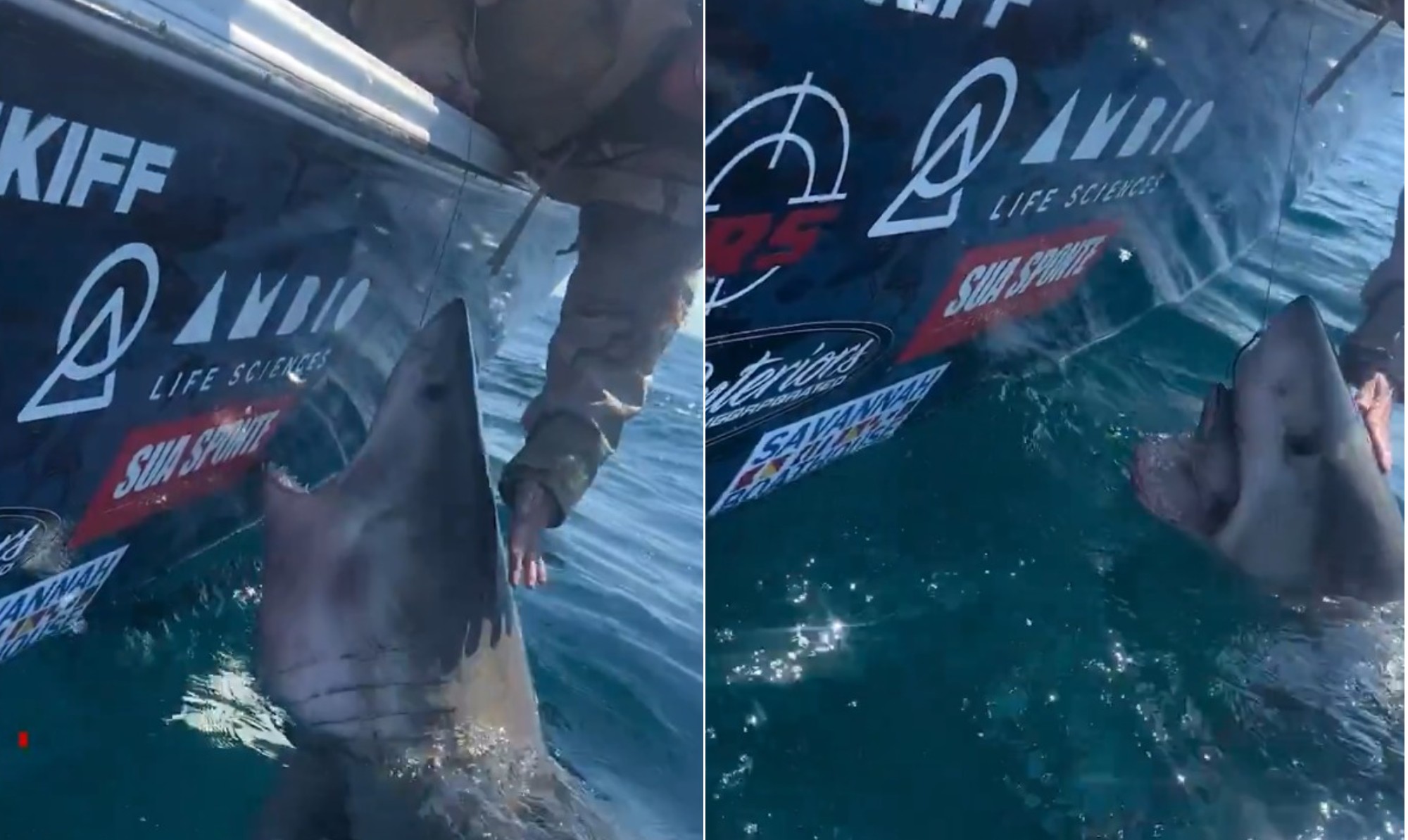 Tubarão-branco surpreende mulher ao avançar em sua direção após ela tentar tocá-lo em barco nos EUA; vídeo