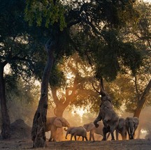 'Procurando o topo' mostra um grupo de elefantes em seu habitat natural — Foto: Lukas Walter / World Photografy Awards