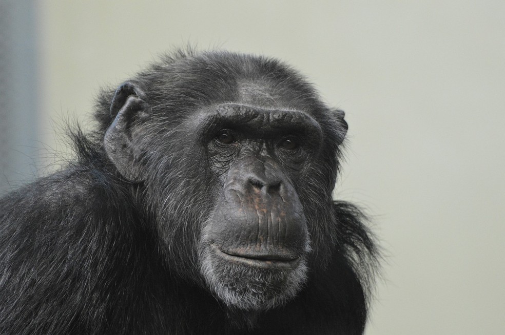 Chimpanzés aprenderam a pronunciar a palavra 'mamãe'; entenda