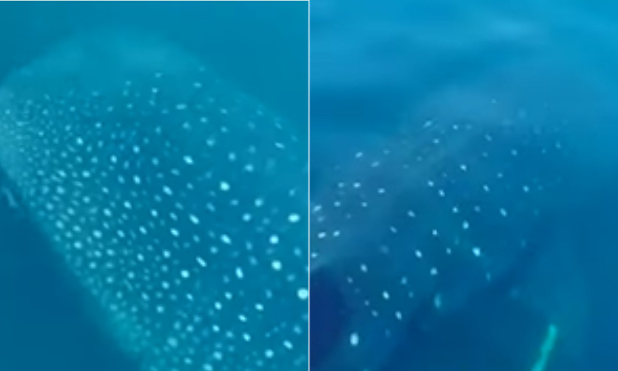 Maior peixe do mundo, tubarão-baleia encanta banhistas na Praia da Barra da Tijuca; vídeo