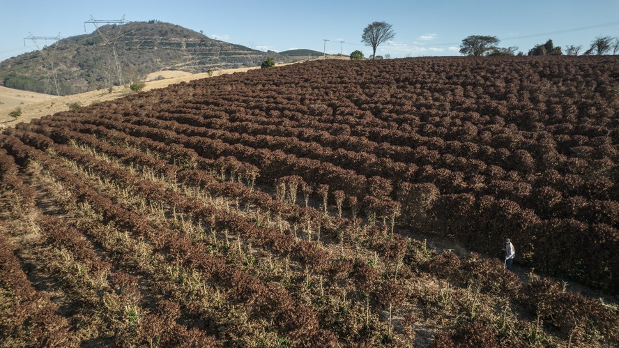 Plantação de café afetada por geada no Brasil