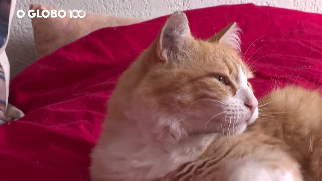 Gato é condenado à prisão domiciliar na França por invadir quintal de vizinho; vídeo