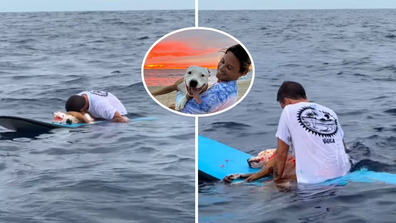Luto: surfista da Costa Rica lança corpo de cão no mar durante despedida, e divide opiniões nas redes sociais: 